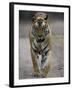 Dominant Male Indian Tiger, Bandhavgarh National Park, Madhya Pradesh State, India-Milse Thorsten-Framed Photographic Print