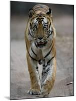 Dominant Male Indian Tiger, Bandhavgarh National Park, Madhya Pradesh State, India-Milse Thorsten-Mounted Photographic Print