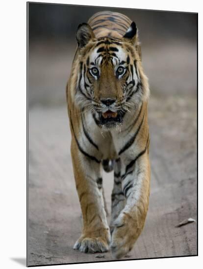 Dominant Male Indian Tiger, Bandhavgarh National Park, Madhya Pradesh State, India-Milse Thorsten-Mounted Photographic Print