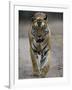 Dominant Male Indian Tiger, Bandhavgarh National Park, Madhya Pradesh State, India-Milse Thorsten-Framed Photographic Print