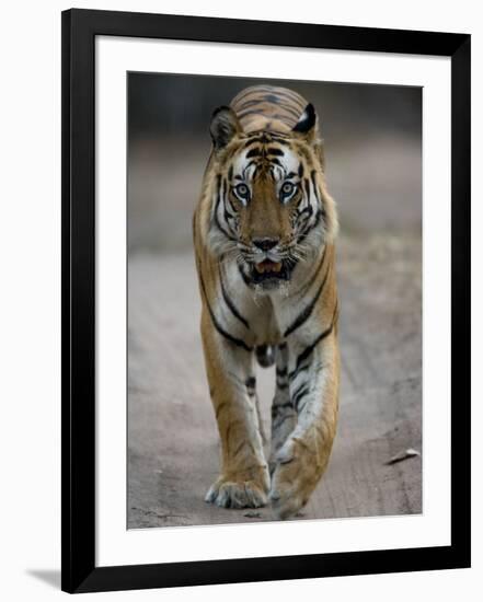 Dominant Male Indian Tiger, Bandhavgarh National Park, Madhya Pradesh State, India-Milse Thorsten-Framed Photographic Print