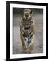Dominant Male Indian Tiger, Bandhavgarh National Park, Madhya Pradesh State, India-Milse Thorsten-Framed Photographic Print