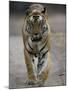 Dominant Male Indian Tiger, Bandhavgarh National Park, Madhya Pradesh State, India-Milse Thorsten-Mounted Photographic Print