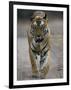 Dominant Male Indian Tiger, Bandhavgarh National Park, Madhya Pradesh State, India-Milse Thorsten-Framed Photographic Print