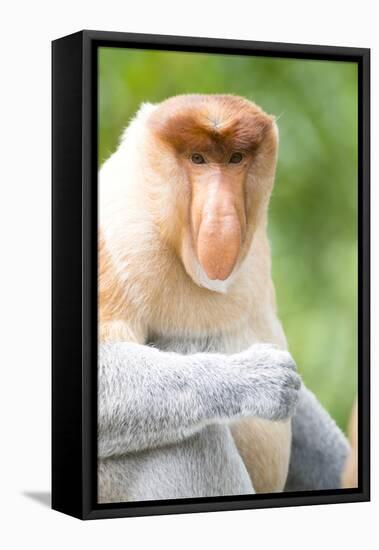 Dominant Male Proboscis Monkey (Nasalis Larvatus) Has a Pendulous Nose-Louise Murray-Framed Stretched Canvas