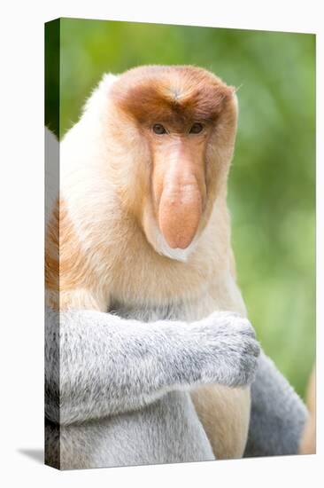 Dominant Male Proboscis Monkey (Nasalis Larvatus) Has a Pendulous Nose-Louise Murray-Stretched Canvas