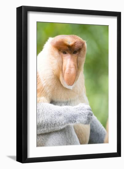 Dominant Male Proboscis Monkey (Nasalis Larvatus) Has a Pendulous Nose-Louise Murray-Framed Photographic Print