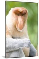 Dominant Male Proboscis Monkey (Nasalis Larvatus) Has a Pendulous Nose-Louise Murray-Mounted Photographic Print