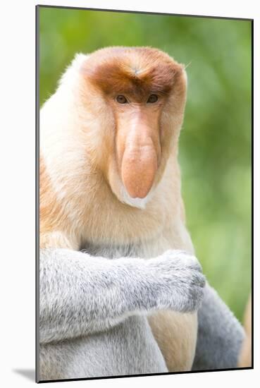 Dominant Male Proboscis Monkey (Nasalis Larvatus) Has a Pendulous Nose-Louise Murray-Mounted Photographic Print