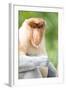 Dominant Male Proboscis Monkey (Nasalis Larvatus) Has a Pendulous Nose-Louise Murray-Framed Photographic Print