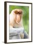 Dominant Male Proboscis Monkey (Nasalis Larvatus) Has a Pendulous Nose-Louise Murray-Framed Photographic Print