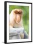 Dominant Male Proboscis Monkey (Nasalis Larvatus) Has a Pendulous Nose-Louise Murray-Framed Photographic Print