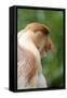 Dominant Male Proboscis Monkey (Nasalis Larvatus) Has a Pendulous Nose-Louise Murray-Framed Stretched Canvas