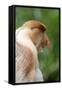 Dominant Male Proboscis Monkey (Nasalis Larvatus) Has a Pendulous Nose-Louise Murray-Framed Stretched Canvas