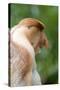 Dominant Male Proboscis Monkey (Nasalis Larvatus) Has a Pendulous Nose-Louise Murray-Stretched Canvas