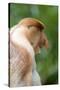 Dominant Male Proboscis Monkey (Nasalis Larvatus) Has a Pendulous Nose-Louise Murray-Stretched Canvas