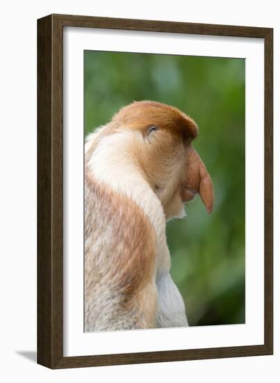 Dominant Male Proboscis Monkey (Nasalis Larvatus) Has a Pendulous Nose-Louise Murray-Framed Photographic Print