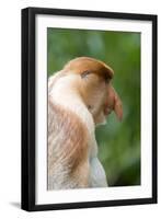 Dominant Male Proboscis Monkey (Nasalis Larvatus) Has a Pendulous Nose-Louise Murray-Framed Photographic Print