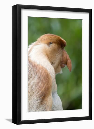 Dominant Male Proboscis Monkey (Nasalis Larvatus) Has a Pendulous Nose-Louise Murray-Framed Photographic Print