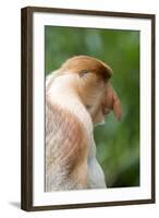 Dominant Male Proboscis Monkey (Nasalis Larvatus) Has a Pendulous Nose-Louise Murray-Framed Photographic Print