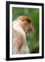 Dominant Male Proboscis Monkey (Nasalis Larvatus) Has a Pendulous Nose-Louise Murray-Framed Photographic Print