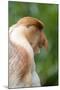 Dominant Male Proboscis Monkey (Nasalis Larvatus) Has a Pendulous Nose-Louise Murray-Mounted Photographic Print