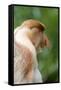 Dominant Male Proboscis Monkey (Nasalis Larvatus) Has a Pendulous Nose-Louise Murray-Framed Stretched Canvas