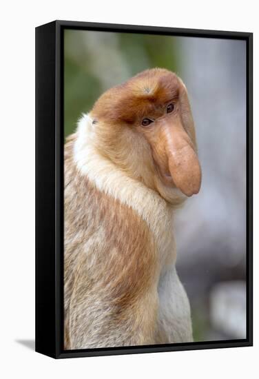 Dominant Male Proboscis Monkey (Nasalis Larvatus) Has a Pendulous Nose-Louise Murray-Framed Stretched Canvas