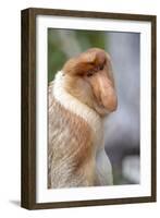 Dominant Male Proboscis Monkey (Nasalis Larvatus) Has a Pendulous Nose-Louise Murray-Framed Photographic Print