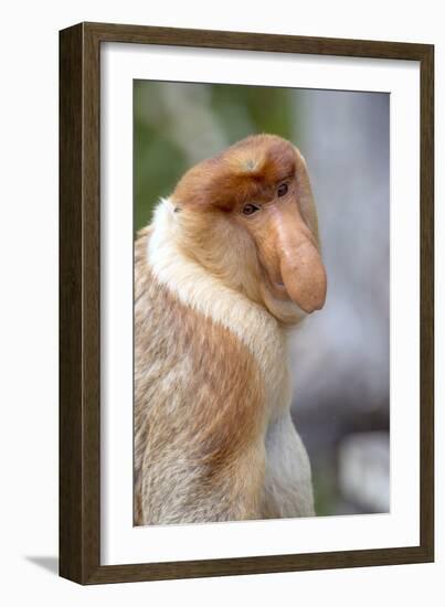 Dominant Male Proboscis Monkey (Nasalis Larvatus) Has a Pendulous Nose-Louise Murray-Framed Photographic Print