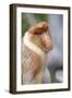 Dominant Male Proboscis Monkey (Nasalis Larvatus) Has a Pendulous Nose-Louise Murray-Framed Photographic Print