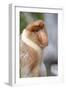 Dominant Male Proboscis Monkey (Nasalis Larvatus) Has a Pendulous Nose-Louise Murray-Framed Photographic Print