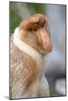 Dominant Male Proboscis Monkey (Nasalis Larvatus) Has a Pendulous Nose-Louise Murray-Mounted Photographic Print