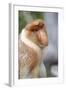 Dominant Male Proboscis Monkey (Nasalis Larvatus) Has a Pendulous Nose-Louise Murray-Framed Photographic Print