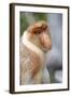 Dominant Male Proboscis Monkey (Nasalis Larvatus) Has a Pendulous Nose-Louise Murray-Framed Photographic Print