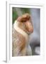 Dominant Male Proboscis Monkey (Nasalis Larvatus) Has a Pendulous Nose-Louise Murray-Framed Photographic Print