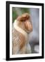 Dominant Male Proboscis Monkey (Nasalis Larvatus) Has a Pendulous Nose-Louise Murray-Framed Photographic Print