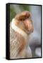 Dominant Male Proboscis Monkey (Nasalis Larvatus) Has a Pendulous Nose-Louise Murray-Framed Stretched Canvas