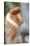 Dominant Male Proboscis Monkey (Nasalis Larvatus) Has a Pendulous Nose-Louise Murray-Stretched Canvas