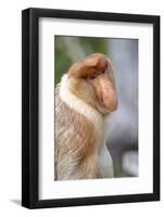 Dominant Male Proboscis Monkey (Nasalis Larvatus) Has a Pendulous Nose-Louise Murray-Framed Photographic Print