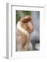 Dominant Male Proboscis Monkey (Nasalis Larvatus) Has a Pendulous Nose-Louise Murray-Framed Photographic Print