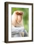 Dominant Male Proboscis Monkey (Nasalis Larvatus) Has a Pendulous Nose-Louise Murray-Framed Photographic Print