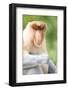 Dominant Male Proboscis Monkey (Nasalis Larvatus) Has a Pendulous Nose-Louise Murray-Framed Photographic Print