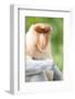 Dominant Male Proboscis Monkey (Nasalis Larvatus) Has a Pendulous Nose-Louise Murray-Framed Photographic Print