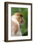 Dominant Male Proboscis Monkey (Nasalis Larvatus) Has a Pendulous Nose-Louise Murray-Framed Photographic Print