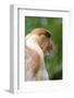 Dominant Male Proboscis Monkey (Nasalis Larvatus) Has a Pendulous Nose-Louise Murray-Framed Photographic Print