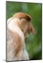 Dominant Male Proboscis Monkey (Nasalis Larvatus) Has a Pendulous Nose-Louise Murray-Mounted Photographic Print