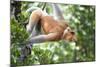 Dominant Male Proboscis Monkey (Nasalis Larvatus) in Aggressive Display to Other Males-Louise Murray-Mounted Photographic Print