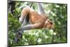 Dominant Male Proboscis Monkey (Nasalis Larvatus) in Aggressive Display to Other Males-Louise Murray-Mounted Photographic Print