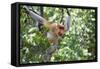 Dominant Male Proboscis Monkey (Nasalis Larvatus)-Louise Murray-Framed Stretched Canvas